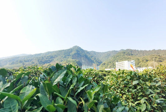 山野茶树