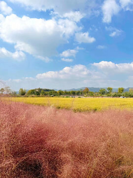 红色粉黛乱子草和金黄的田野