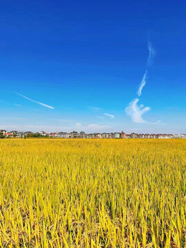 蓝天下金黄的水稻田