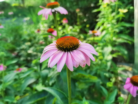 花海紫锥菊