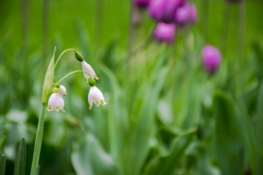 格桑花野花