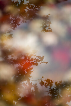 水洼倒影的枫树红叶