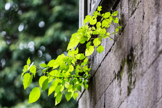 灵隐寺