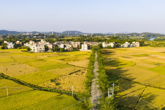 金黄稻田