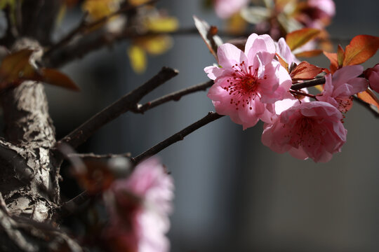 梅花