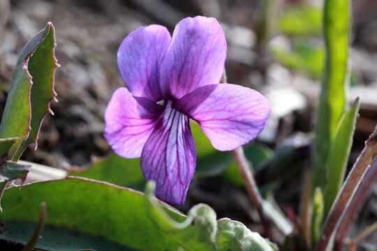紫花地丁