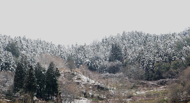 漫山雪纷纷