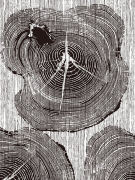 树桩年轮图