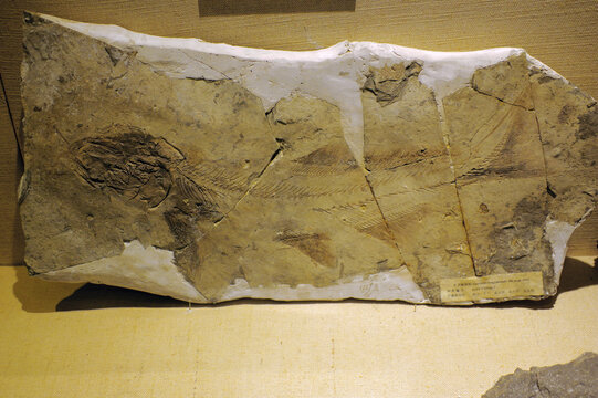 长背鳍燕鲟骨骼化石标本