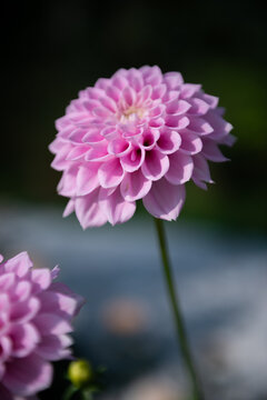 两朵粉色花朵