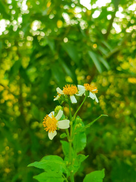 鬼针草