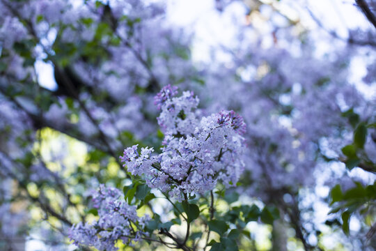 丁香花