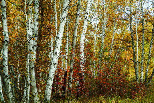 秋季多彩白桦林