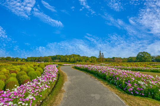 花间小路