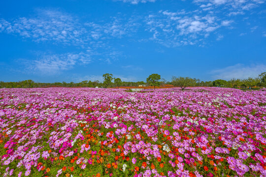 格桑花园