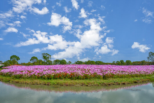 生态园花海