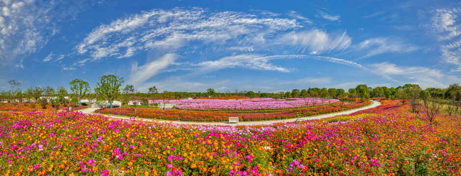 花海高清全景图