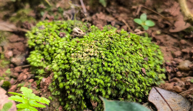 苔藓