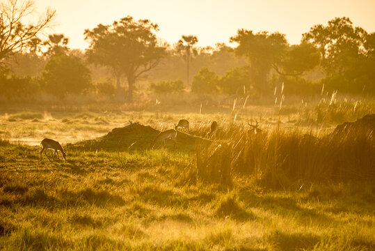 大草原的夕阳下鹿群