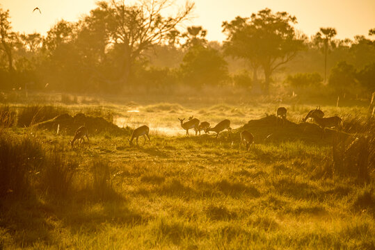 非洲大草原鹿群摄影