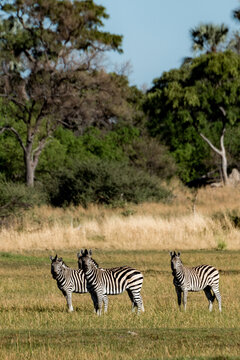 非洲大草原斑马摄影