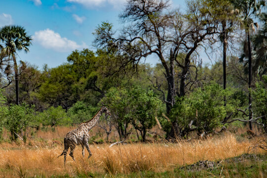 非洲大草原树林一只长颈鹿