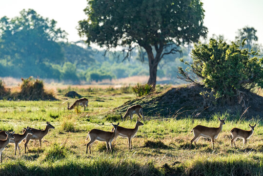 非洲草原上的一群鹿