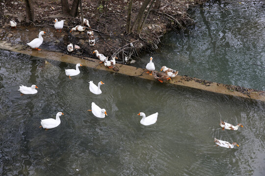 河里一群鸭