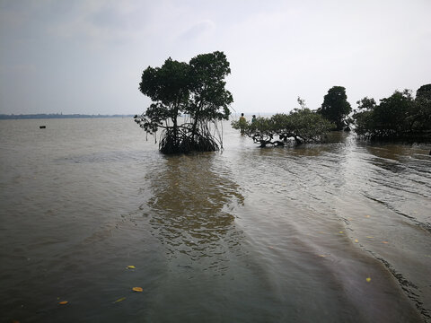 海南岛红树林