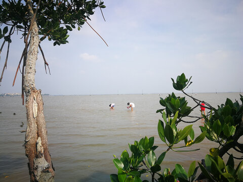 海南岛红树林