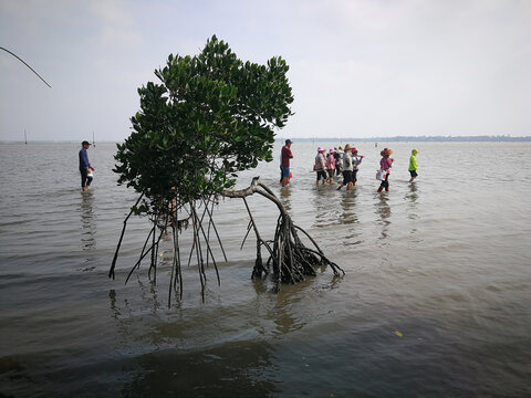 红树林赶海