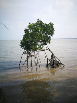 海南红树林