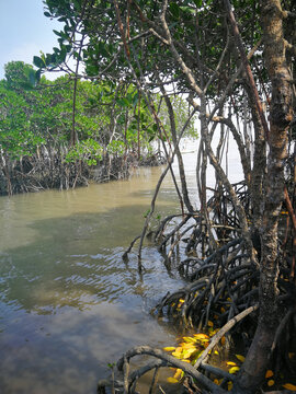 海南红树林