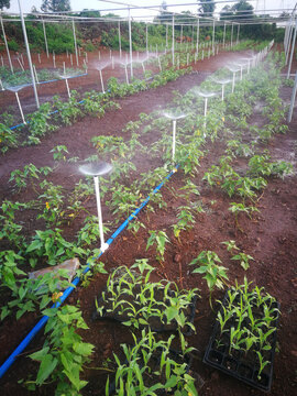 蔬菜种植灌溉