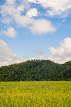 蓝天白云下的山坡和稻田