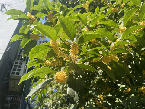 桂花