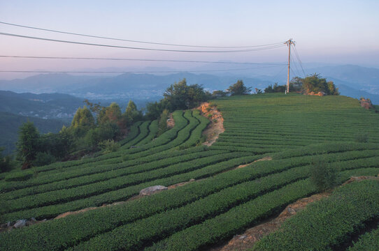 茶田茶山傍晚风光