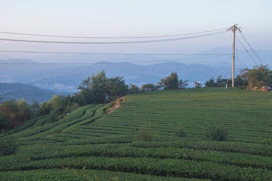 茶园茶山秋色