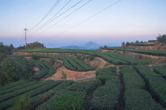福建茶生态