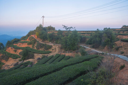 茶山高山茶掠影