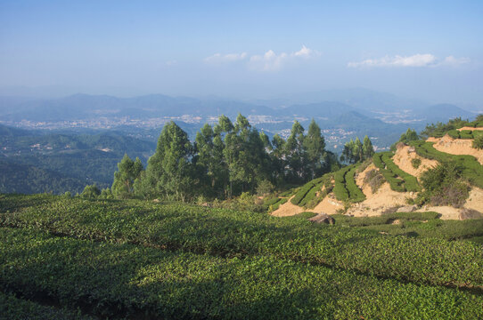 高山茶叶种植园景色