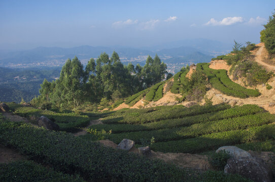 福建高山茶种植园