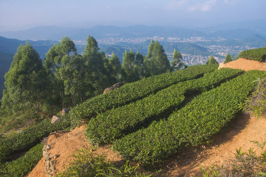 南湖村茶山