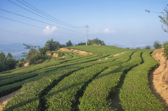 茶园好风景