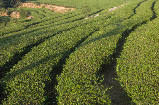 茶田茶树乌龙茶茶园