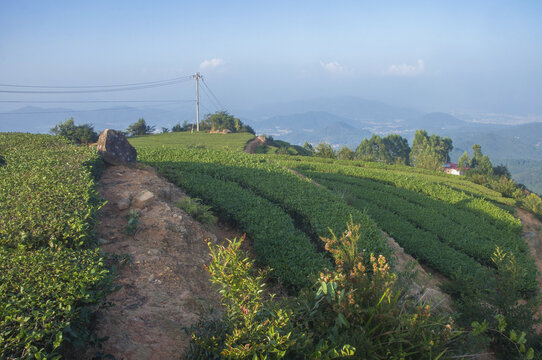 福建高山茶种植园景色