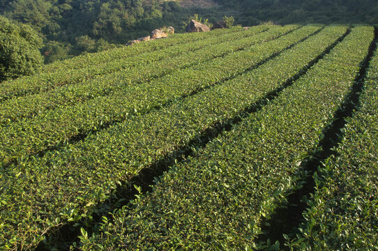 茶田景色