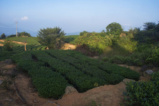 茶叶茶园景色