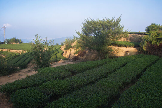 乌龙茶种植园