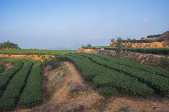 茶山风景